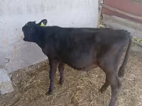 Krava, Russian Black pied cattle — foto 5