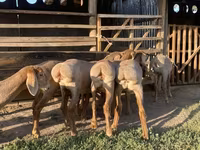Owca, Arashan sheep — zdjęcie 5