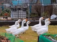 Geese — zdjęcie 3