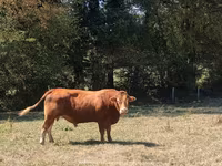 Býk, Kráva limuzín — foto 5
