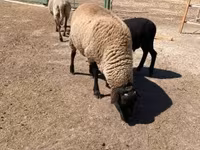 قوچ, Suffolk sheep — عکس 4