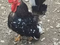 Chickens — Foto 3