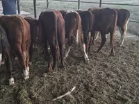 Bou, Vaca kazahă cu cap alb — foto 8