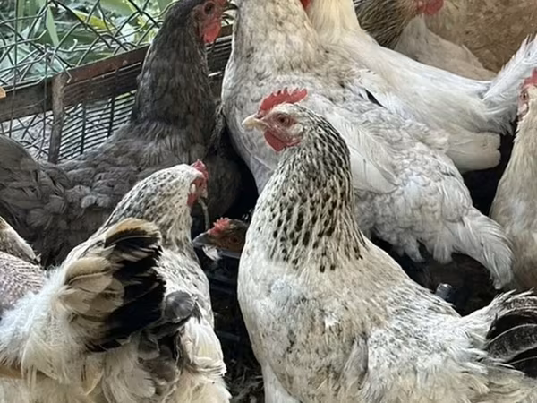 Chickens