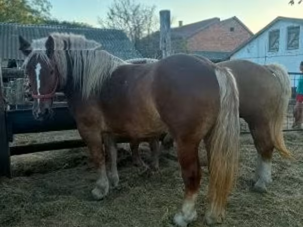 Stute, Hungarian horse breed