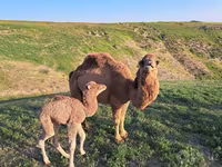 شتر نر, شتر — عکس 3