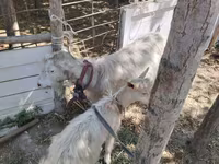 Коза, Кози — снимка 4