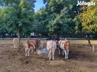 Vacă, Simmental cattle — foto 4