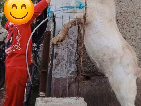 Taka, Nubian Goat