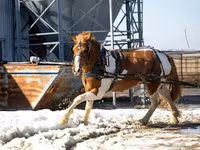 Koń, Pinto horses — zdjęcie 2