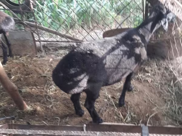 Kambing (lot, jantina tidak dinyatakan), Goats
