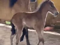 مادیان, Paso Fino — عکس 3