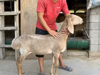 میش, Arashan sheep — عکس 1