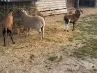 মেষী, Cameroon sheep — ছবি 3