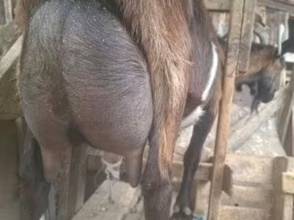 Kozel, Alpine goat