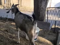 ፍየል, Nubian Goat — ፎቶ 3