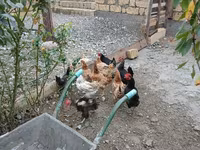 Chickens — عکس 3