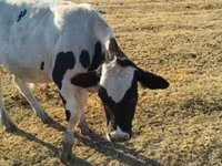Bulle, Russian Black pied cattle — Foto 4