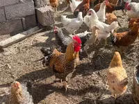 Chickens — الصورة 1
