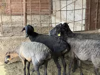 مینڈھا, بھیڑیں — تصویر 4