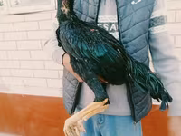 Chickens — عکس 2