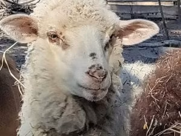 মেষী, Merino sheep