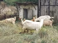 بز نر, بز — عکس 2