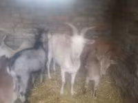 Ziegenbock, Ziegen — Foto 5