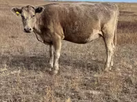 Kuh, Latvian Blue cattle — Foto 4