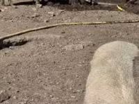 Säue, Schweine — Foto 5