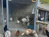 Chickens — fotografija 2