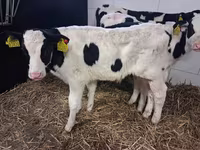 Býk, Russian Black pied cattle — foto 7