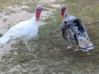 Turkeys — fotografija 2