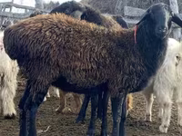Qoʻy, Edilbay sheep — 2-rasm