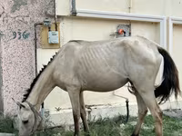 مادیان, Azerbaijan horse — عکس 5