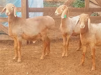 Montone, Arashan sheep — foto 1
