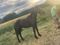 Kůň, Koně — foto 2
