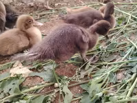 Ducks — 사진 5