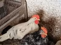 Chickens — รูปภาพ 1