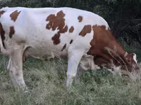 Ko, Simmental cattle — foto 3