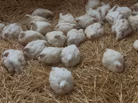 Vind gaini broiler — foto 2