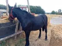 Kobila, Percheron — fotografija 4