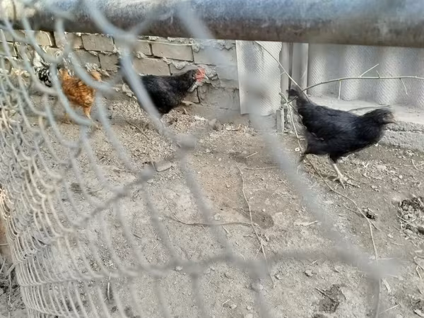 Chickens
