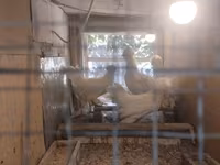 Chickens — foto 8