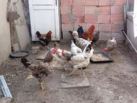 Chickens — sawirka 2