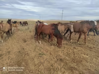 ፈረስ, Horses — ፎቶ 3