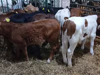 Býk, Simmental cattle — foto 3