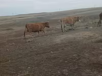 گاو ماده, Simmental cattle — عکس 3