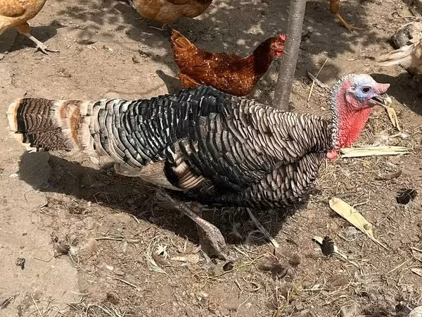 Turkeys