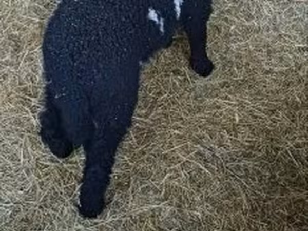 Ovan, Wallis Country sheep